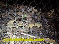 /home//u458753944/public_html/sourcegallery//Roxborough Toad Detour/2013-2019/2016/2016-03-31/P3310573.JPG